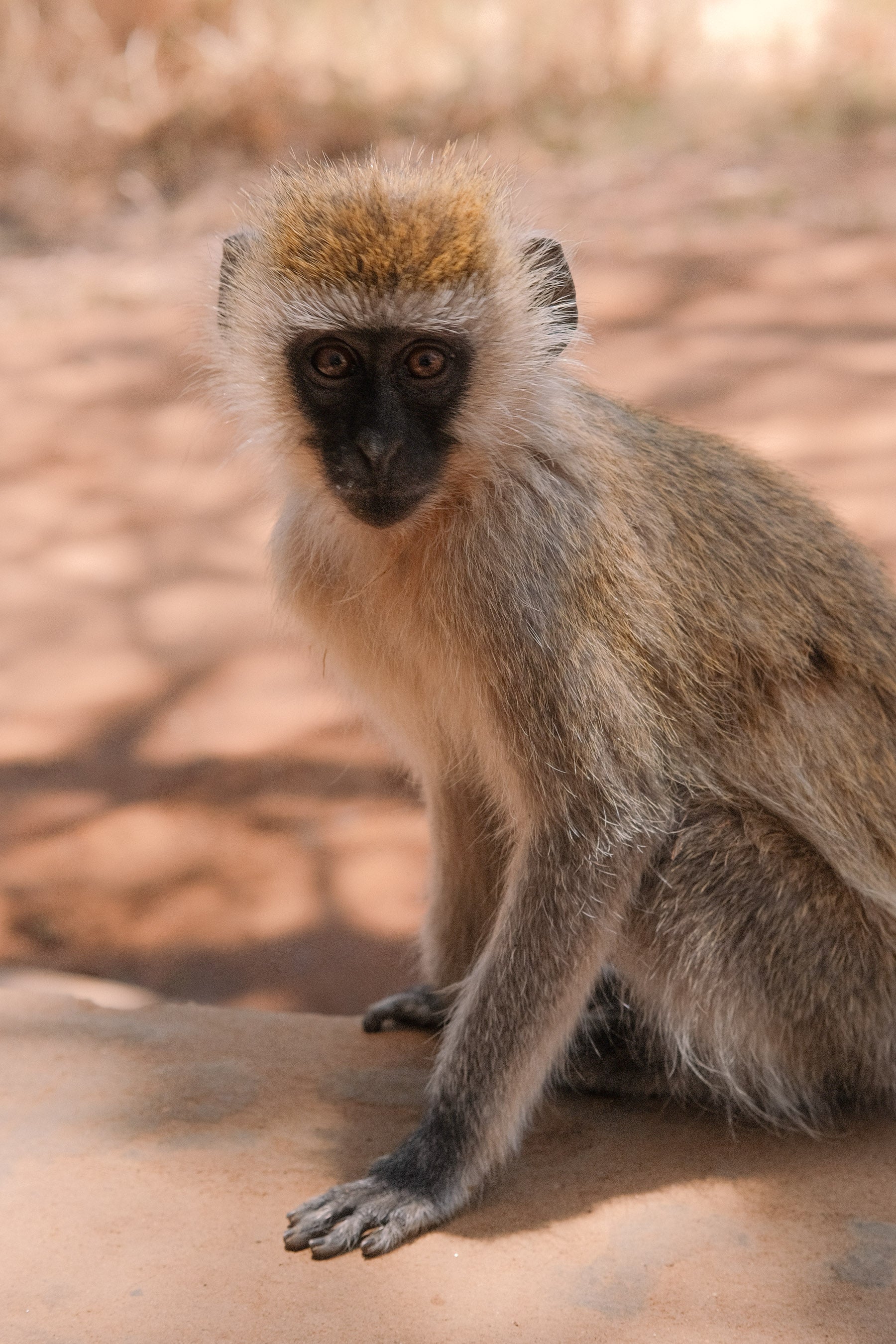 REVIBE SEEKERS – SAFARI EXTENSION