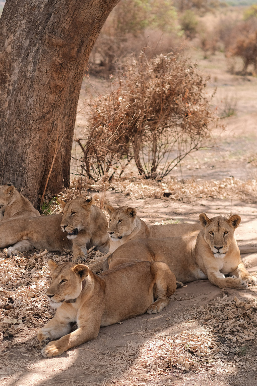 SEEKERS : Eco-luxury Safari Retreat