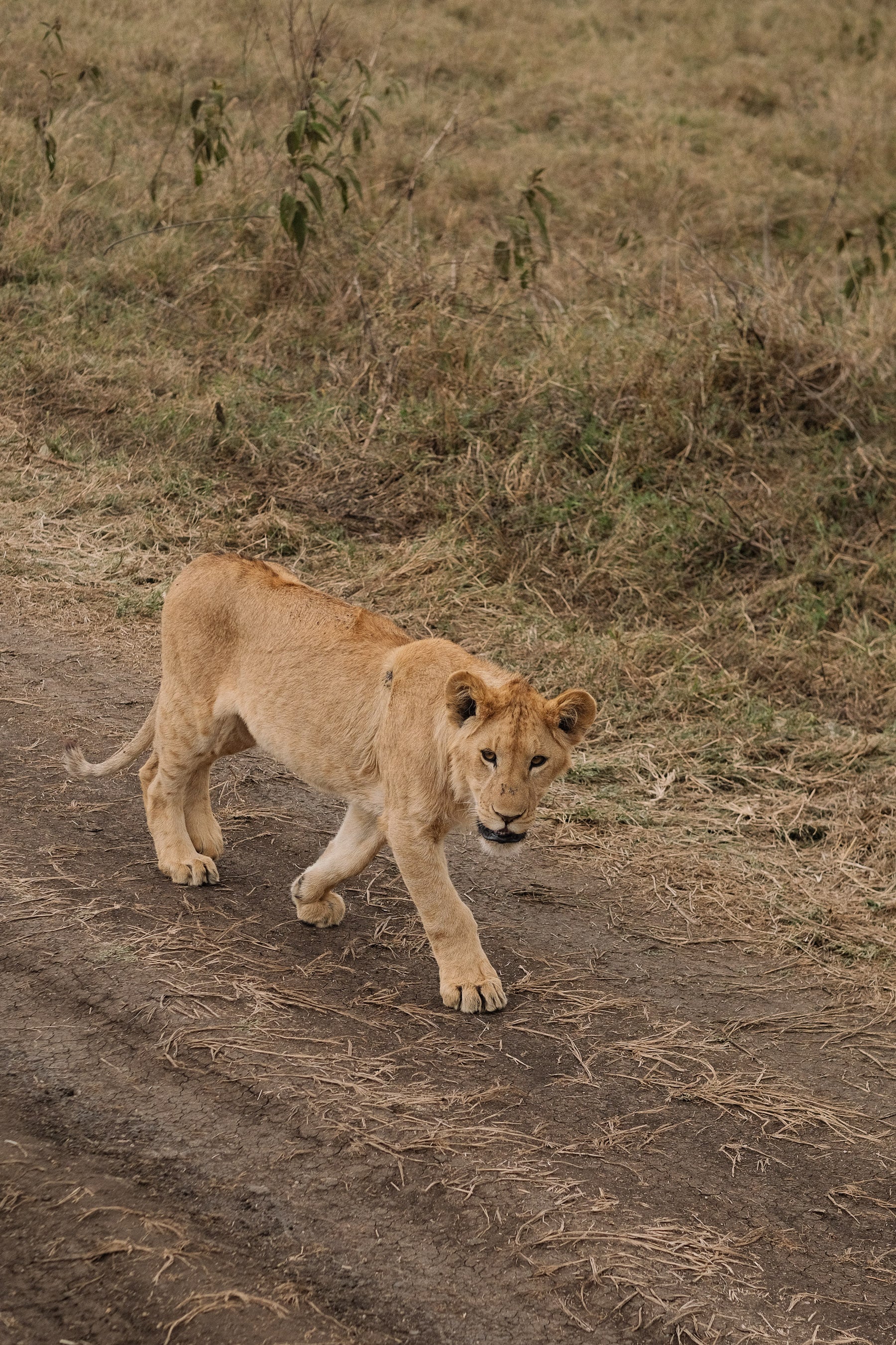 REVIBE SEEKERS – SAFARI EXTENSION