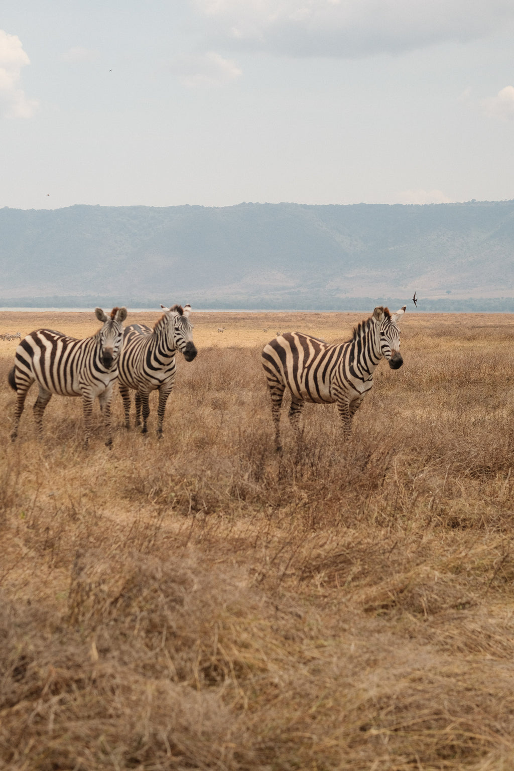 SEEKERS : Eco-luxury Safari Retreat