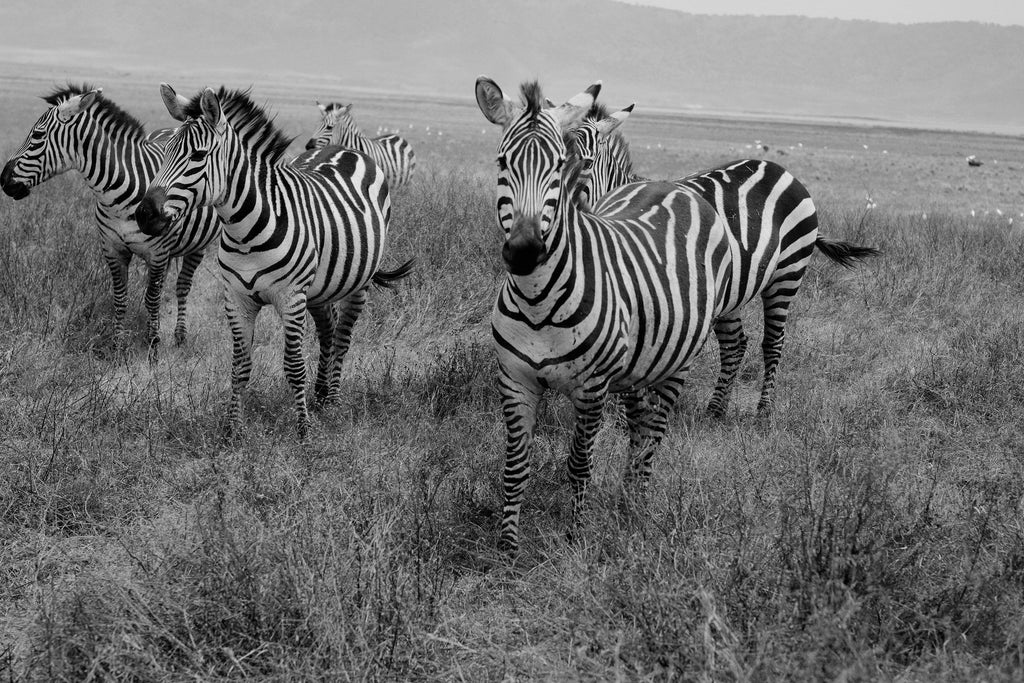 Revibe Seekers – Safari extension