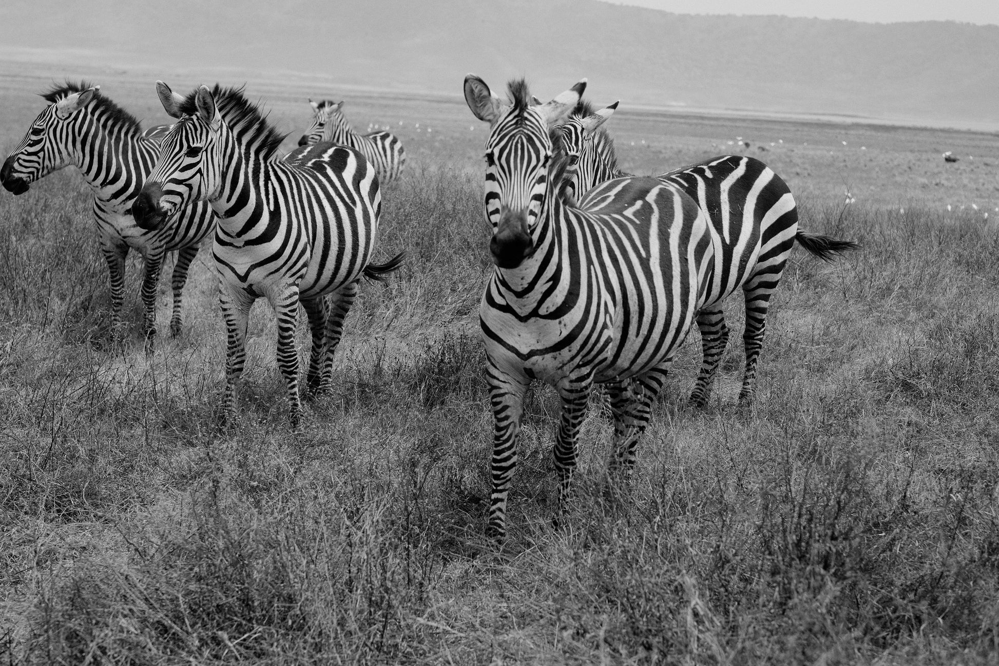REVIBE SEEKERS – SAFARI EXTENSION