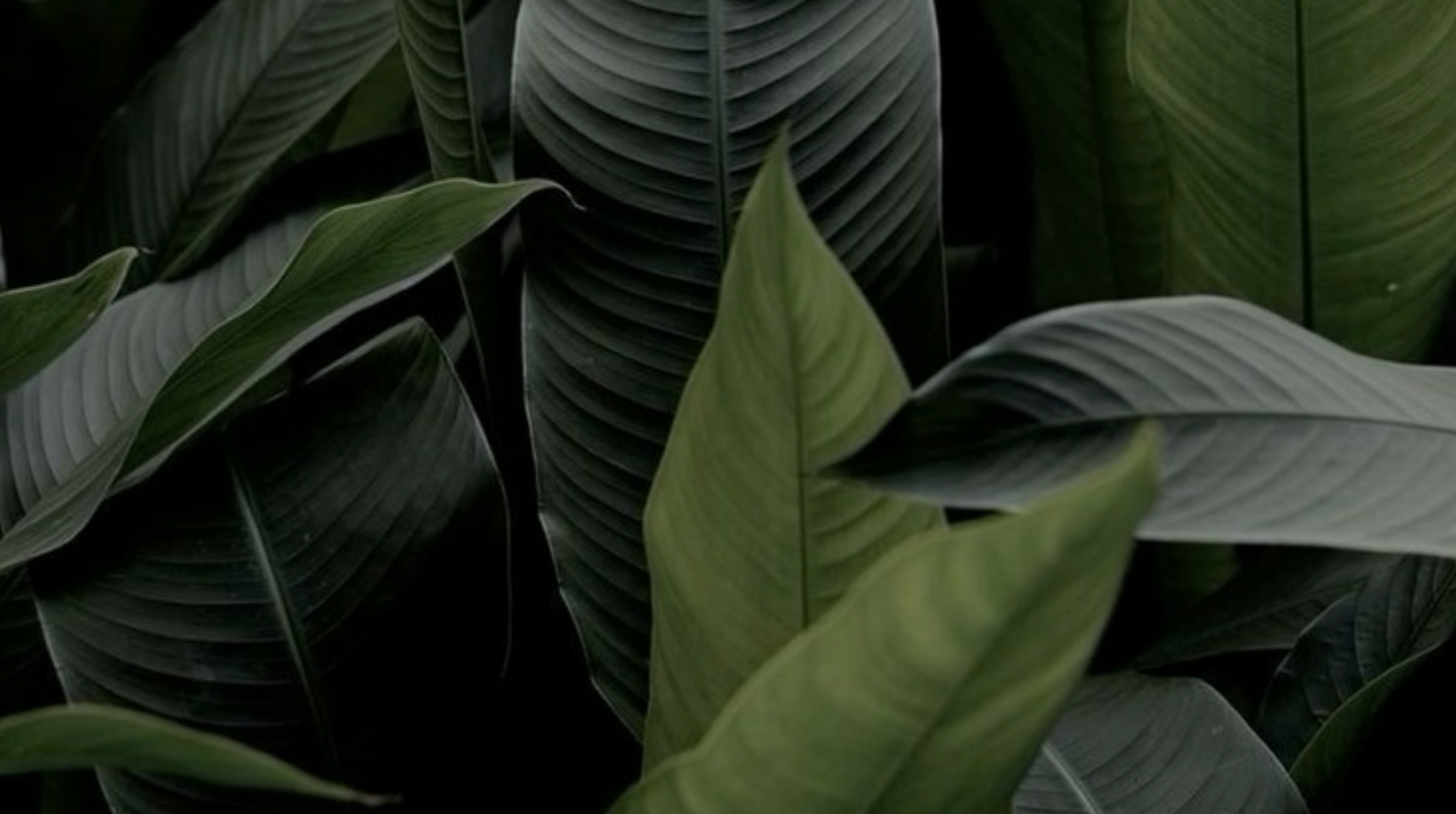 Health & Wellness Coach Training