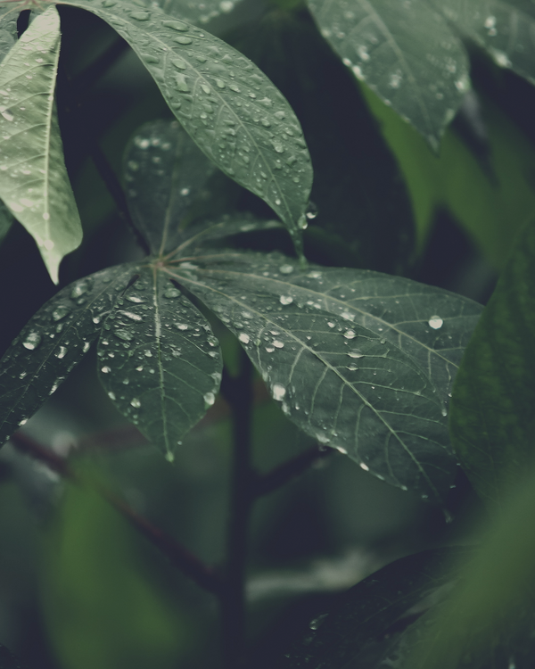 The Essence of REVIBE