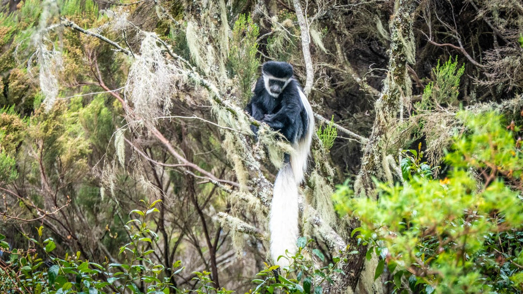 SEEKERS : 10 jours d’ascension et d’aventure au Kilimandjaro