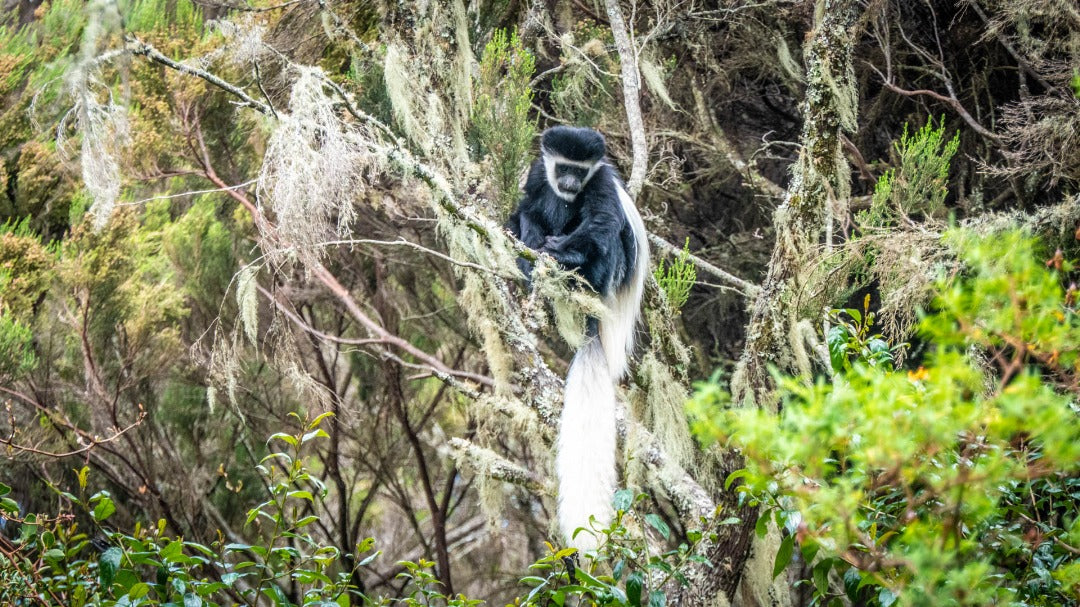 SEEKERS : 10-Day Kilimanjaro Adventure